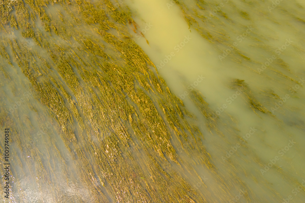 Poster Abstract textured background with wavy patterns in shades of green and gold, creating a serene natural atmosphere.