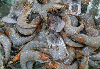 Freshly caught shrimp with ice cubes close-up