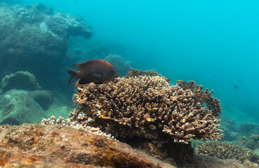 underwater landscape of a coral reef with colorful exotic fish