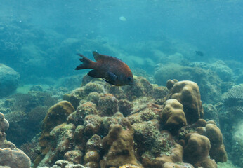 underwater landscape of a coral reef with colorful exotic fish
