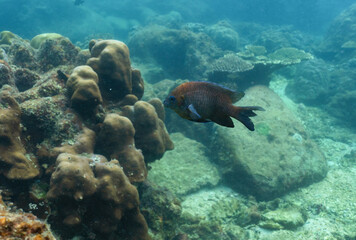 underwater landscape of a coral reef with colorful exotic fish