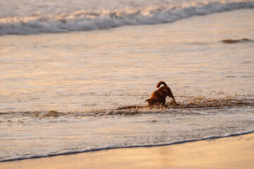 dogs playing and having fun at the beach during golden hour
