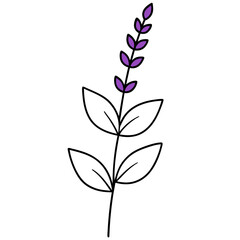 Stunning Vector Representation of Sage Sprig Highlighting Soft Purple Flowers





