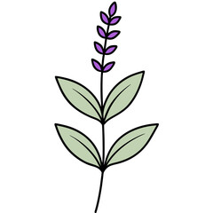 Vector Illustration of Sprig of Sage Featuring Delicate Purple Flowers in Bloom
