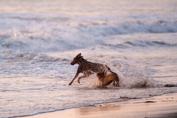 dogs playing and having fun at the beach during golden hour