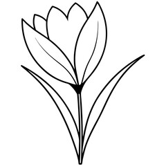 Beautiful Vector Art Featuring a Slender Delicate Crocus Flower in Bloom
