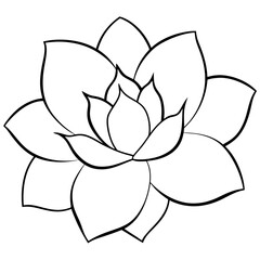 Detailed vector illustration of a large open magnolia flower with broad petals  © Bappaditya Roy