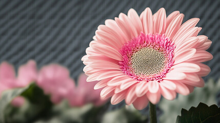Delicate pink gerbera daisy blooming beautifully in a garden setting during daylight hours