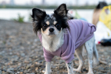 Chihuahua in dog clothes on blurred nature background