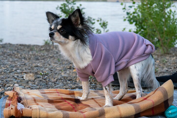 Chihuahua in dog clothes on blurred nature background