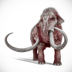 Obraz premium mammot cool view white background