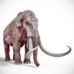 Obraz premium mammoth with copy space in white background side view