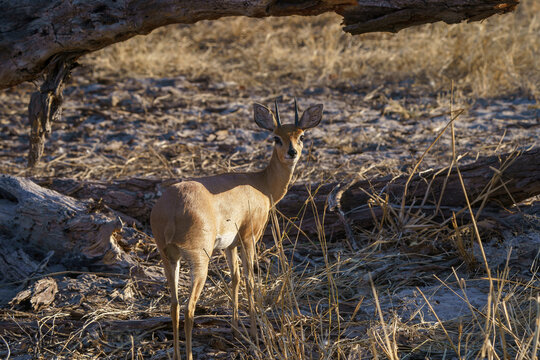 Steenbok antelope looking at the camera on a grassy field seen on safari in Botswana