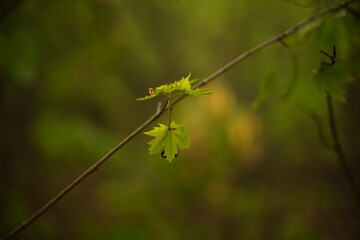 two maple leaves on a branch