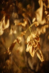 dry brown autumn leaves on the tree