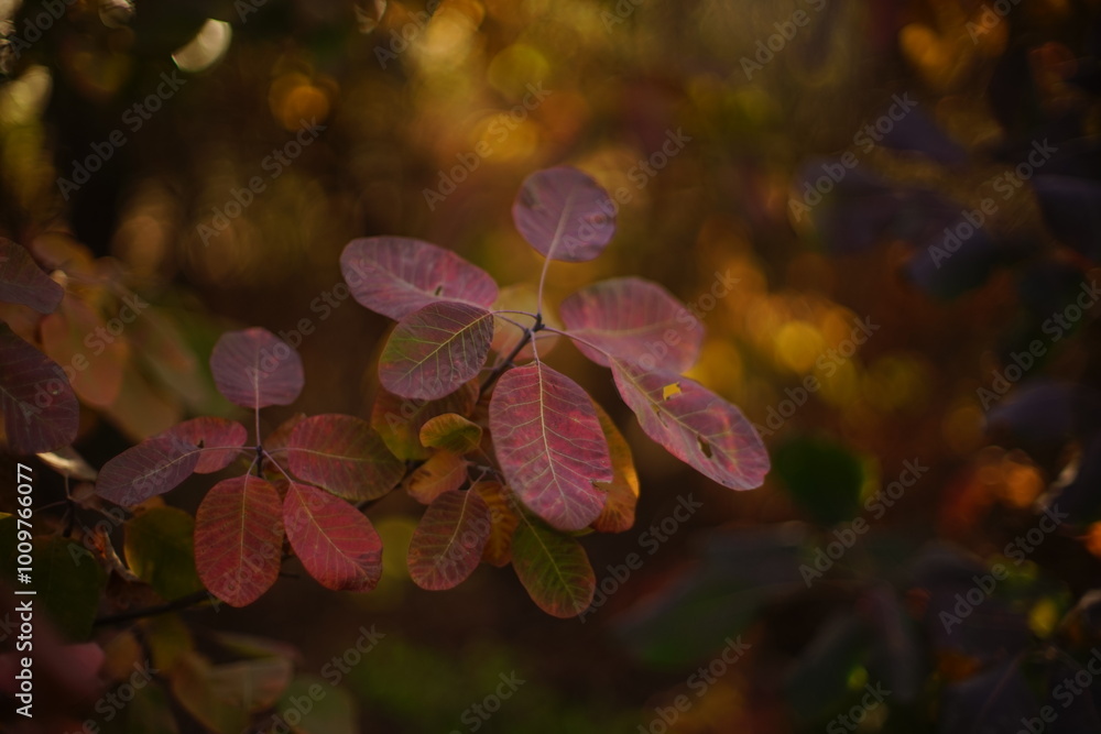 Poster pink autumn leaves in the forest