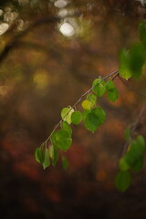 green leaves on the branch in autumn tree