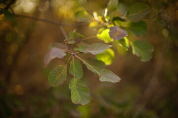 autumn leaves in the forest