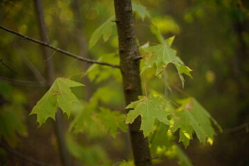 leaves in the forest