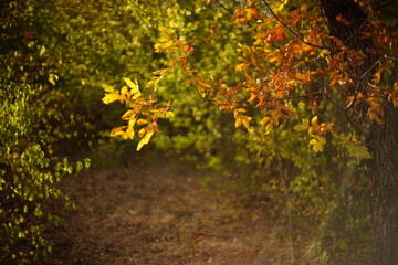 autumn forest background with trees and leaves on the ground