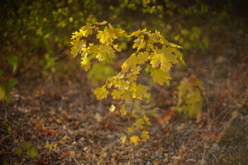 yellow autumn leaves in the park