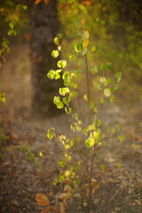 green and golden autumn leaves in the sunny forest