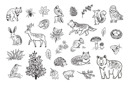 Set of forest animals. Hand drawn vector illustration in sketch style.