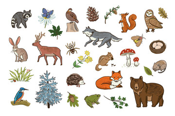 Art & IllustratiSet of hand drawn forest animals. Vector illustration isolated on white background.