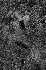 Brass case of damaged ammunition from a fired military firearm, weapon element in dry grass in the...