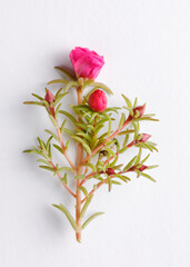 Fresh pink purslane flower with buds and leaves