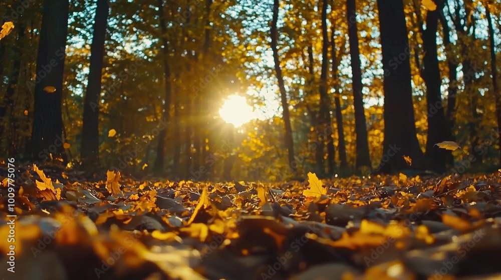 Poster the sun illuminates brilliantly via tree branches in a forested location containing both leafy groun