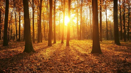   The sun shines through the trees in a wooded area, casting dappled light onto the leaves on the ground and fallen leaves scattered around