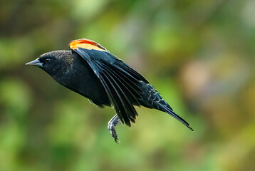 Red Winged Blackbird in flight