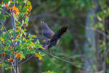 Fototapeta premium Grackle in a Maple tree