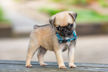 Obraz premium adorable Pug puppy