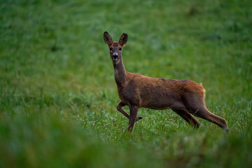 Sarna na polanie © Marcin