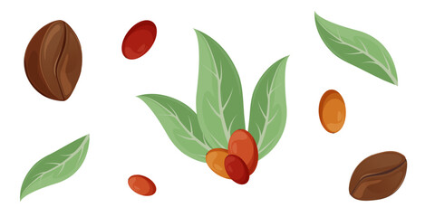 Fruits of coffee tree. Vector coffee beans design. Set of coffee beans and coffee tree harvest