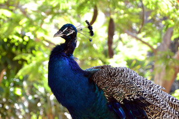 Obraz premium The Indian peafowl (Pavo cristatus), also known as the common peafowl or blue peafowl. Closeup