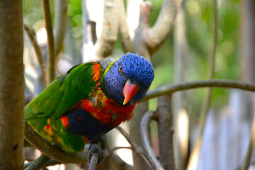 The rainbow lorikeet (Trichoglossus moluccanus). Rainbow parrot sitting on a tree branch