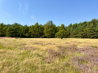 Blühende Heideflächen der Senne, Moosheide bei Hövelhof nahe der Emsquellen, Sennelandschaft,...