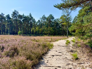 Wanderweg entlang blühender Heideflächen der Senne, Moosheide bei Hövelhof nahe der Emsquellen, Sennelandschaft, Kreis Paderborn, Ostwestfalen-Lippe, Nordrhein-Westfalen, Deutschland