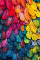 Obraz premium Colorful feathers in an artistic arrangement showcasing a vibrant spectrum of shades