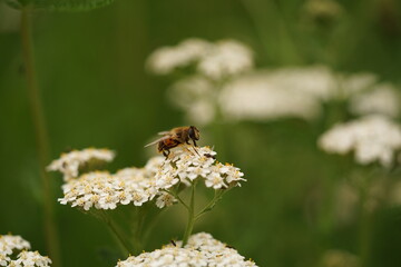 Fleur blanche avec insecte en gros plan