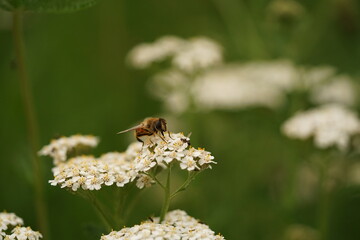 Fleur blanche avec insecte en gros plan