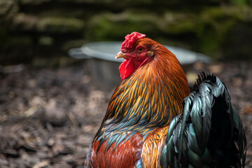 Close-up of a rooster with vibrant feathers, standing outdoors. A water or grain bowl sits on the...