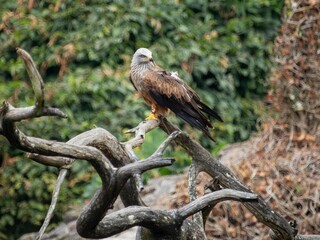 An eagle perched on a dead tree branch with leafy greenery in the background. The majestic bird stands out, highlighting its sharp features and powerful presence in a natural setting.