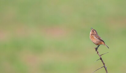Female European Stonechat perched on a branch.