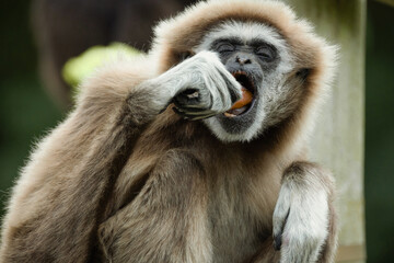 lar gibbon white-handed gibbon, an endangered primate in the gibbon family