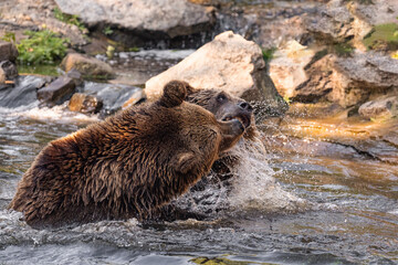 two Wild brown bear ,ursus arctos playing