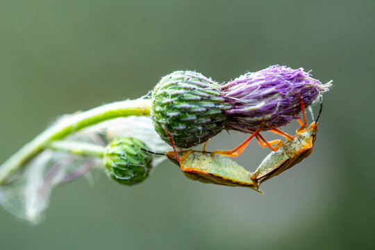 Close-up of Mediterranean shield bugs on a purple flower